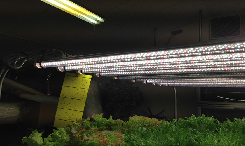植物照明用直管形LED